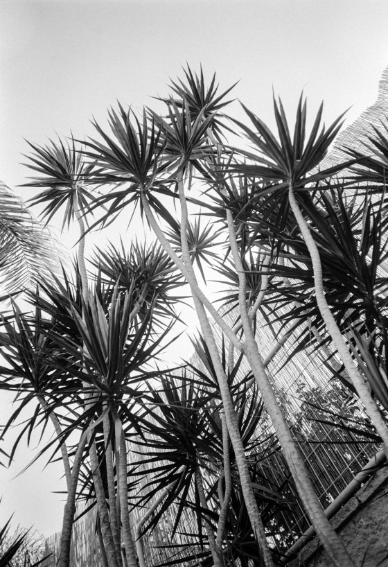 Trees, Light, Film. Olympus XA3 35mm Ilford Delta 100, Pyrocat HD 1:1:100 20°C 9 min. © Michael Alvarez-Pereyre, 2015.